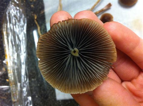 Where can i find magic mushrooms in california